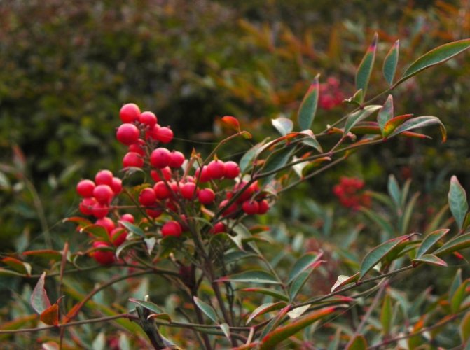 南天竹種子發芽