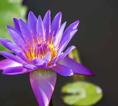 睡蓮花苞不開原因