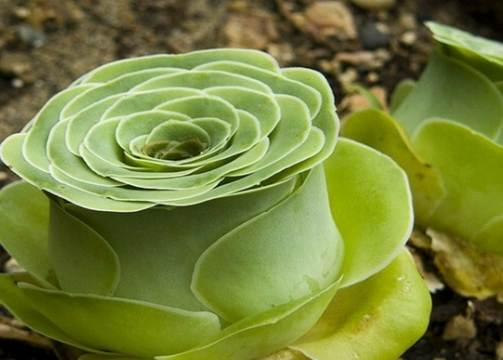 山地玫瑰休眠照顧