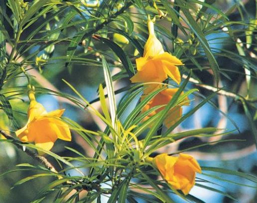 黃花夾竹桃 種植