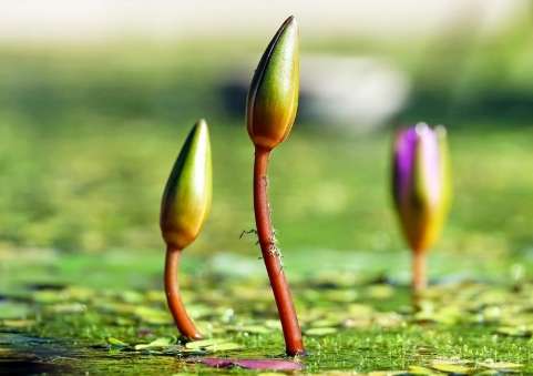 睡蓮花苞不開處理