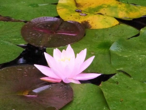 睡蓮葉子下垂 睡蓮葉子下垂