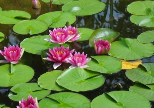 睡蓮花苞不開原因