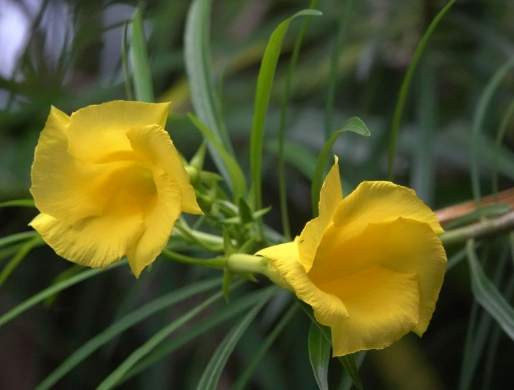 黃花夾竹桃 種植