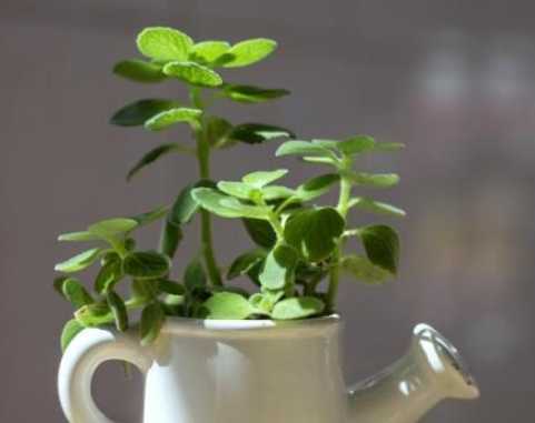 碰碰香種植方法