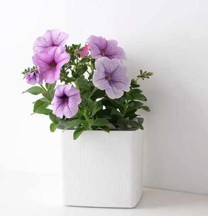 矮種牽牛花 養護