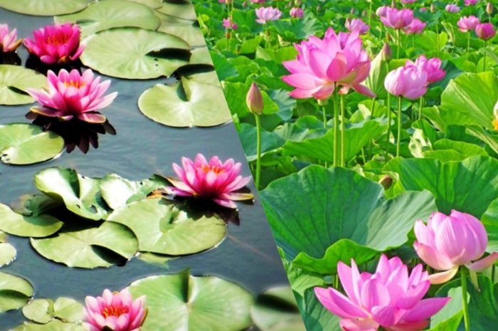 魚缸睡蓮養殖