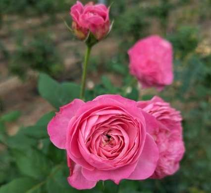 陸蓮花種植方法