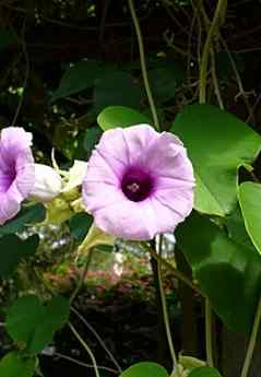 美麗銀背藤 栽培