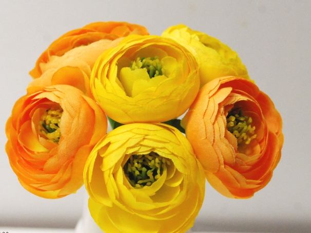 陸蓮花種植方法