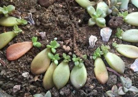 多肉植物分株