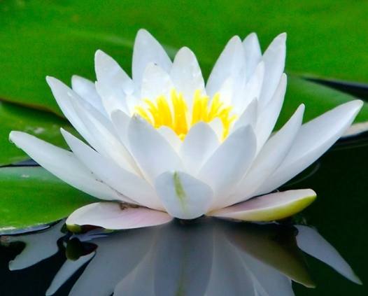 水生植物養護 水生植物養護