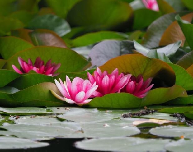 睡蓮葉子下垂 睡蓮葉子下垂