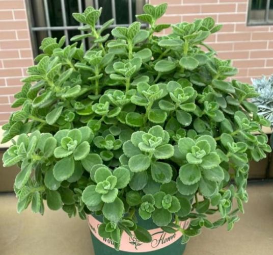 碰碰香種植方法