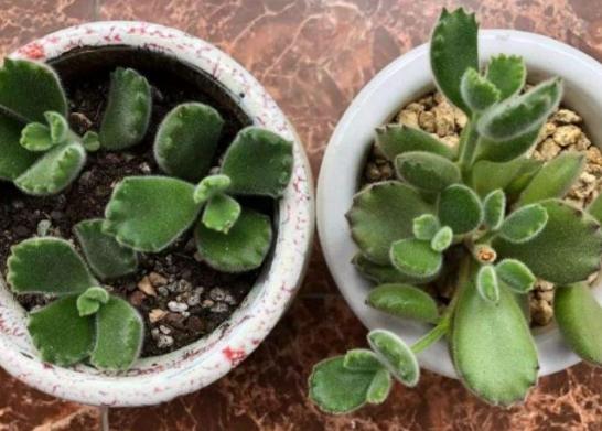 多肉葉插不發芽