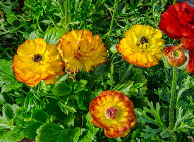 陸蓮花種植方法