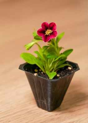 矮種牽牛花 種植