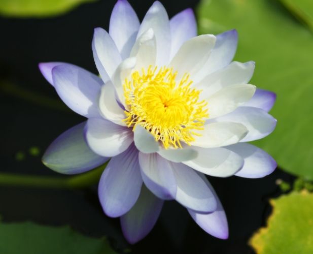 睡蓮葉子下垂 睡蓮葉子下垂