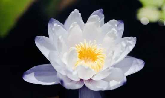 睡蓮花苞不開處理