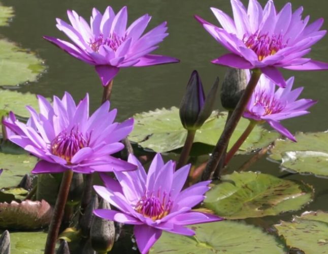 水生植物養護 水生植物養護