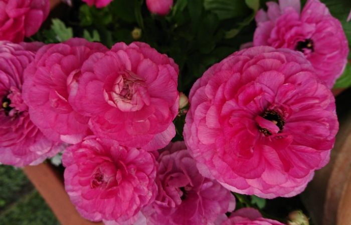 陸蓮花病害防治