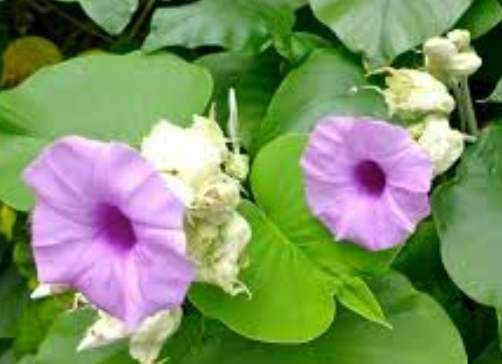 美麗銀背藤 植物