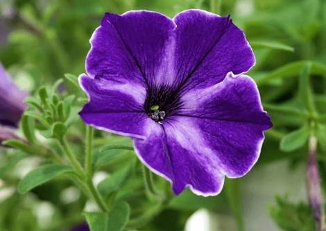 矮種牽牛花 養護