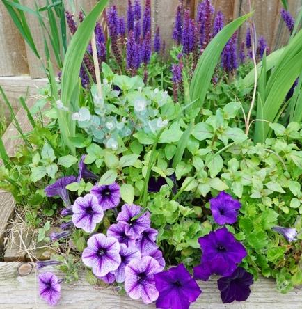 矮種牽牛花 品種