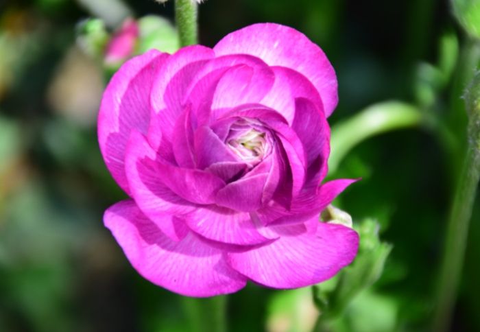 陸蓮花病害防治