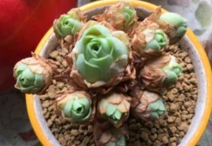 多肉植物休眠期