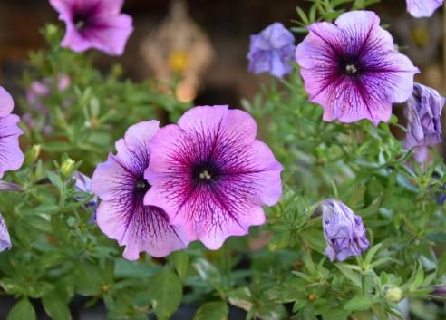 矮種牽牛花 種植