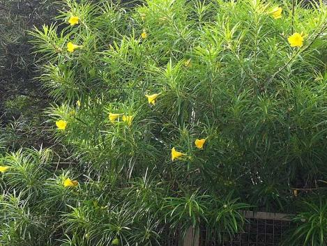 黃花夾竹桃 台灣