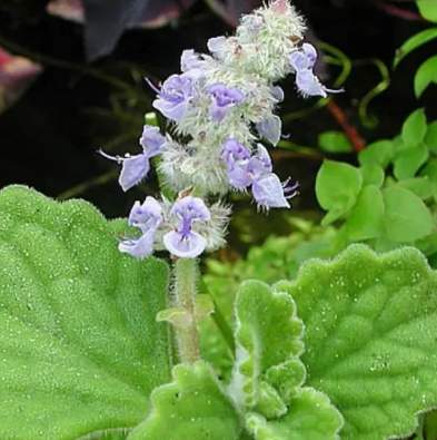 碰碰香 養護技巧