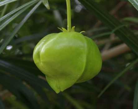 黃花夾竹桃 台灣