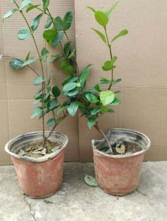 風車茉莉盆栽種植