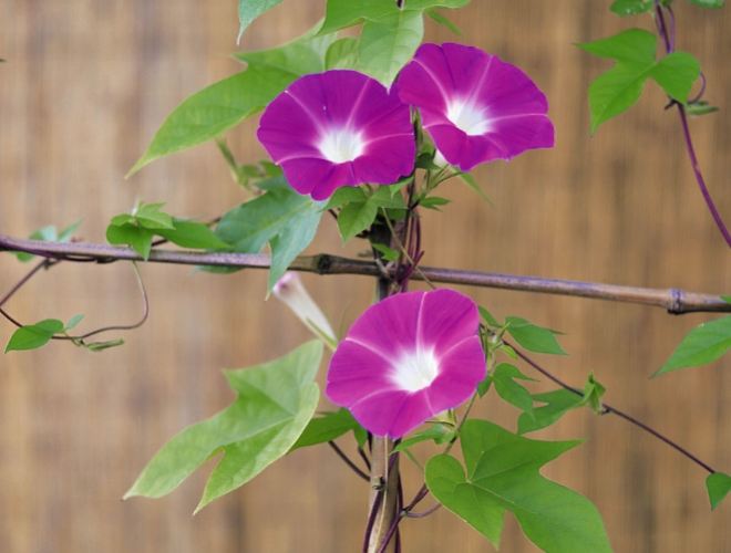 牽牛花種子收穫 牽牛花種子收穫