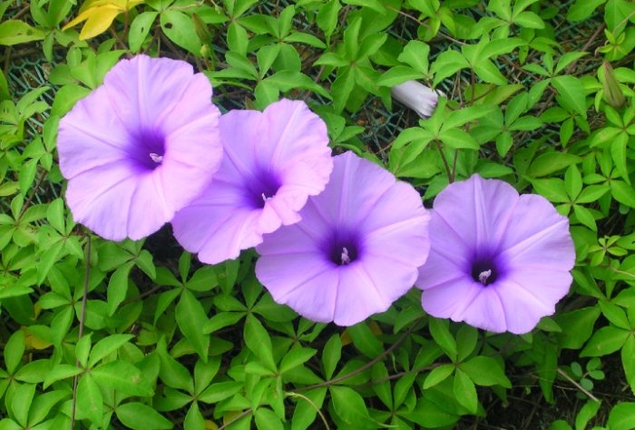 牽牛花健康益處