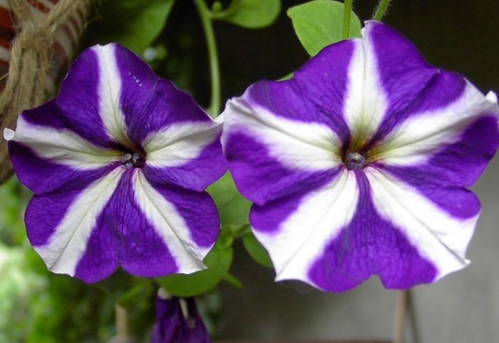 牽牛子功效 牽牛子功效