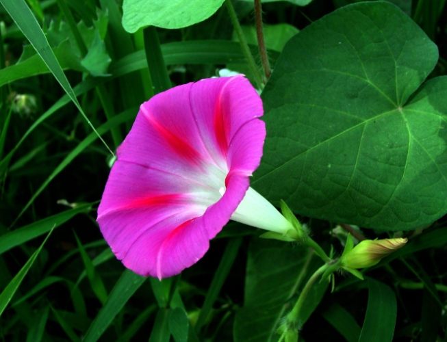 牽牛花種子收穫 牽牛花種子收穫