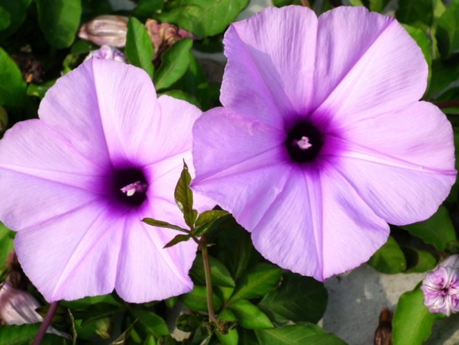 牽牛花果實用途