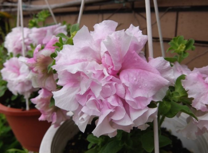 牽牛子使用方法 牽牛子使用方法