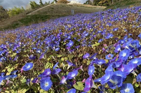 採收牽牛花種子 採收牽牛花種子