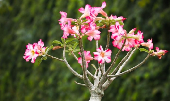 羊角沙玫養護 羊角沙玫養護