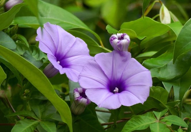 牽牛花種子收穫 牽牛花種子收穫