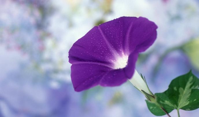 牽牛花果實功效