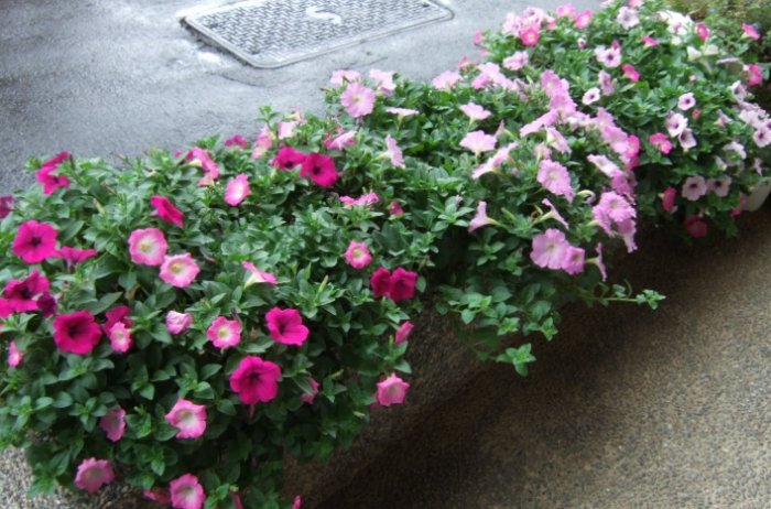 矮牽牛顏色選擇