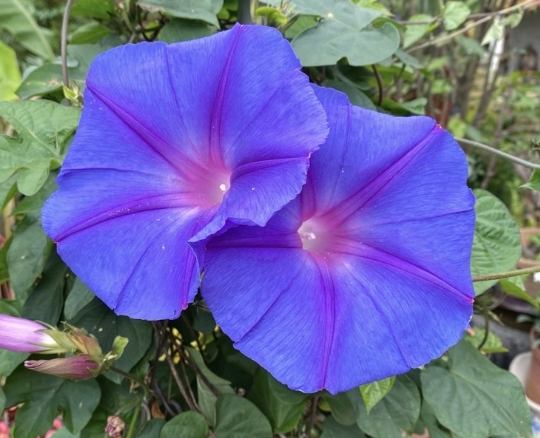 牽牛花健康益處