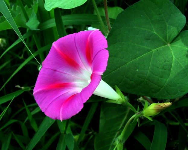 牽牛花果實種植