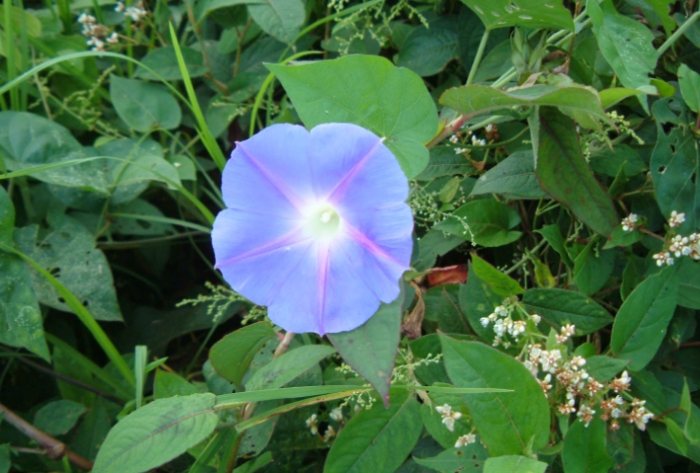 採收牽牛花種子 採收牽牛花種子