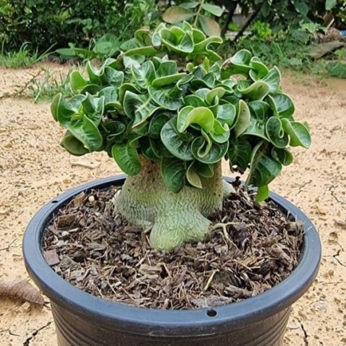 羊角沙玫種植 羊角沙玫種植